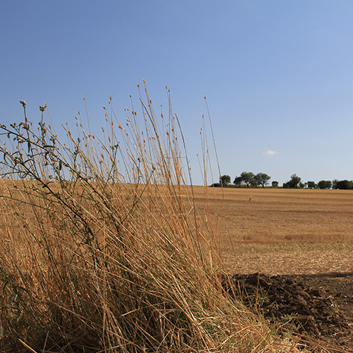 Pallone di Gravina